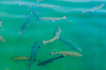 Озерная форель