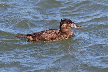 Female Surf Scoter (Melanitta perspicillata)