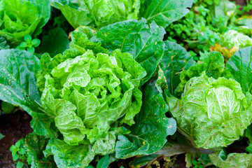 Chinese lettuce at Phu tubberk