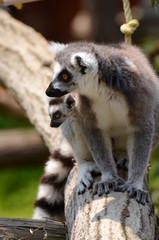 ワオキツネザル