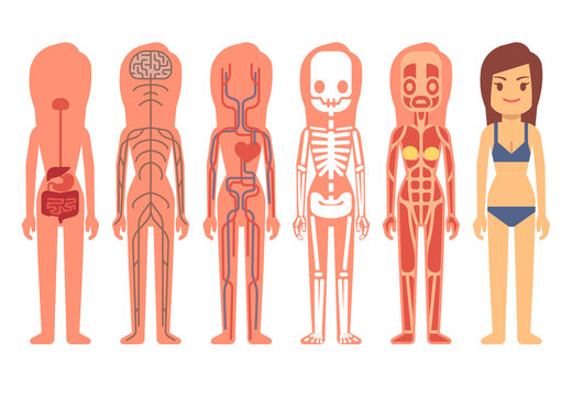 Medical woman body anatomy vector illustration. Skeleton, muscular, circulatory, nervous and digestive systems