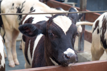 Obraz na płótnie Canvas Calf in the stall at dairy farm