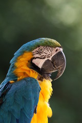 ルリコンゴウインコ