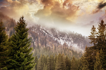 Foggy Mountains with Autumn Coniferous Forest. Landscape backgro