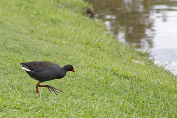 Dusky Moorhen walking on grass