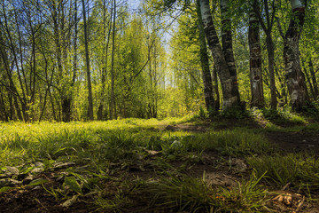 весенний день в лесу