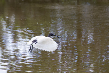 Flying Sacred Ibis near lake
