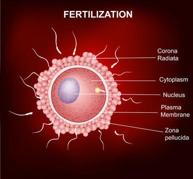 Human fertilization,  Insemination of human egg cell by sperm cell

