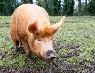 Tamworth pig in a muddy field © scphoto48