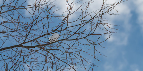 snowy branches background
