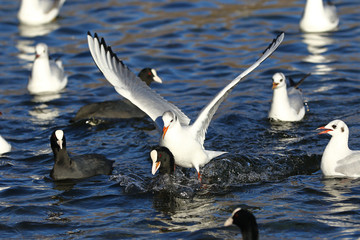 Eurasian coot, Fulica Atra, with seagull riding onn its back fighting over food