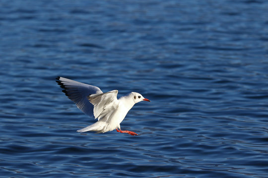 Common seagull in flight with open wings against blue water surface