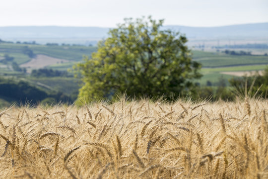 Typical cropland with wheat in summer