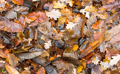 Leaf litter on forest floor