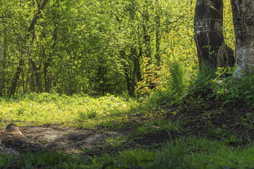 Лесная опушка