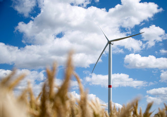 Windrad steht in Getreidefeld vor weißblauem Himmel