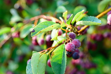 Berries in the snow