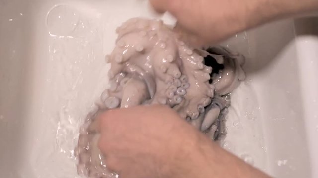 Human hands washing raw fresh octopus in a sink, preparation for cooking