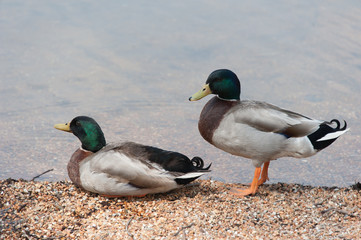 Stockenten Erpel am Seeufer