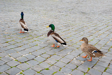 Stockenten mit Erpel im Entenmarsch