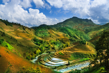 Terraced rice field in Vietnam