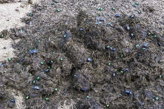 Dung beetles gathering on a White Rhino midden