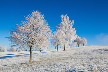 Snow and hearfrost covered trees in the frosty morning.