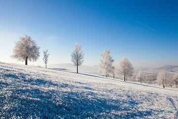 Snow and hearfrost covered trees in the frosty morning.