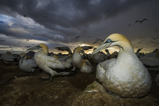 Cape Gannet nesting colony as a storm passes overhead