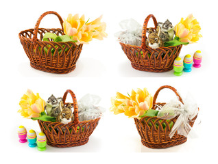 Fototapeta na wymiar Set of easter springtime concepts with eggs, easter bunny in the