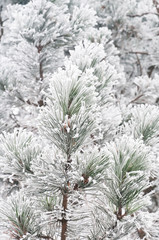 Pines with frost
