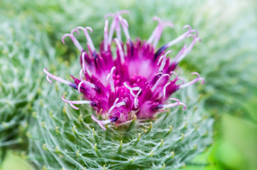 Burdock Flower Medicinal Herb Close-up