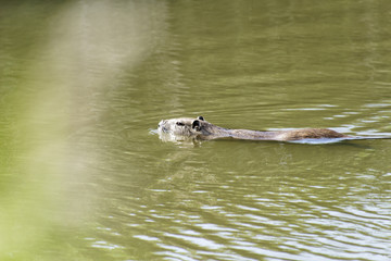 Fototapeta premium Coypu / The naturalized species that Coypu is not originally distributed over Japan
