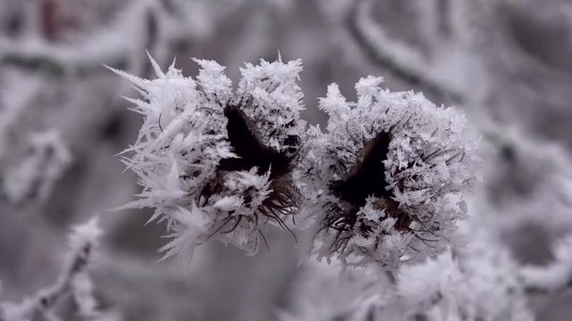 Bucheckern mit Raureif, Eiskristalle, Winter im Wald