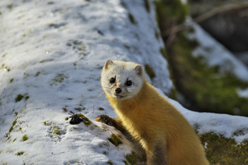 テン(Japanese marten)