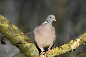 Auf einem Ast sitzende Ringeltaube