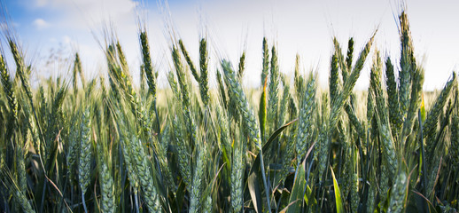 Green wheat field in close up view