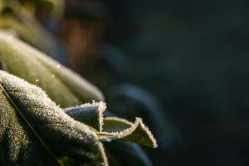 Kirschlorbeer im Frost