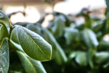 Kirschlorbeer im Frost