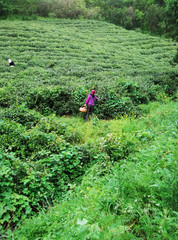 Tea plucking
