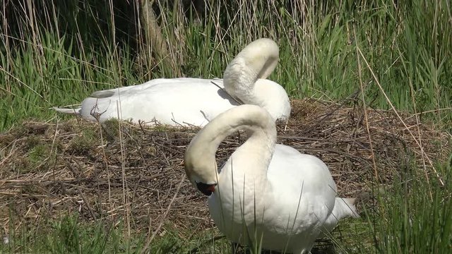 Swan breeds on the nest