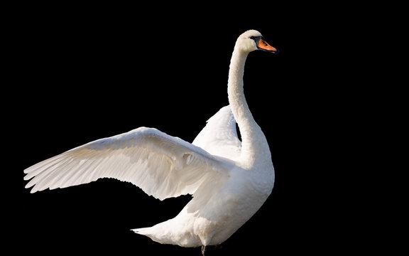 A beautiful swan dancing on water isolated on black background