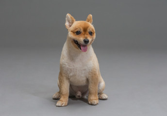 Cute dog on the grey background