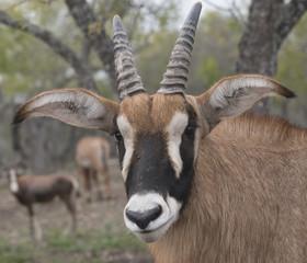 Roan Antelope profile