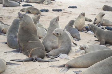 Seals at Cape Cross