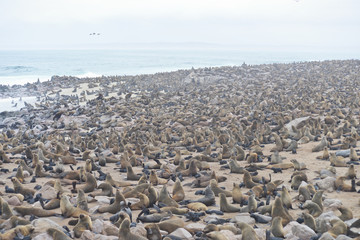 Seals at Cape Cross