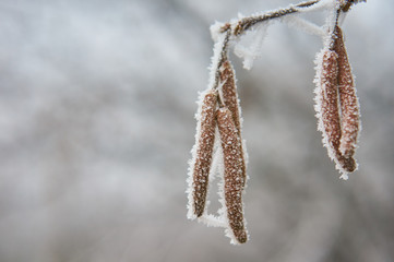 Birch in winter season