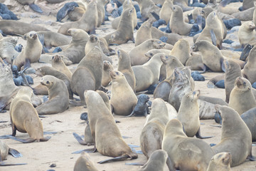 Fototapeta premium Seals at Cape Cross