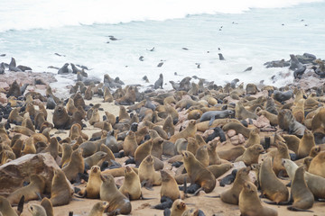 Naklejka premium Seals at Cape Cross