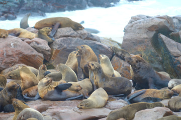 Seals at Cape Cross